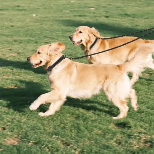Taglory 30 Inch Black Double Dog Leash Coupler for Small & Medium Dogs | Tangle-Free 360° Swivel Dual Leash Extension thumbnail 7