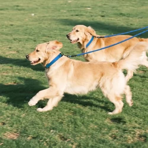 Taglory Blue Double Dog Leash Coupler 76.2cm (30 Inch) | Tangle-Free Swivel for Small & Medium Dogs thumbnail 7