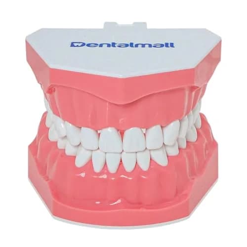 Dentalmall Dental Model Brushing Flossing Practice Teeth Typodonts Mode Gingiva Visible Anatomic Demonstration Teaching Studying Standard Size | Anatomical Dental Model for Education thumbnail 1
