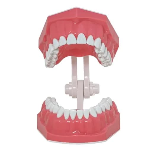 Dentalmall Dental Model Brushing Flossing Practice Teeth Typodonts Mode Gingiva Visible Anatomic Demonstration Teaching Studying Standard Size | Anatomical Dental Model for Education thumbnail 6