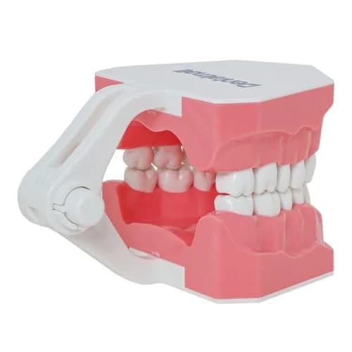 Dentalmall Dental Model Brushing Flossing Practice Teeth Typodonts Mode Gingiva Visible Anatomic Demonstration Teaching Studying Standard Size | Anatomical Dental Model for Education thumbnail 7