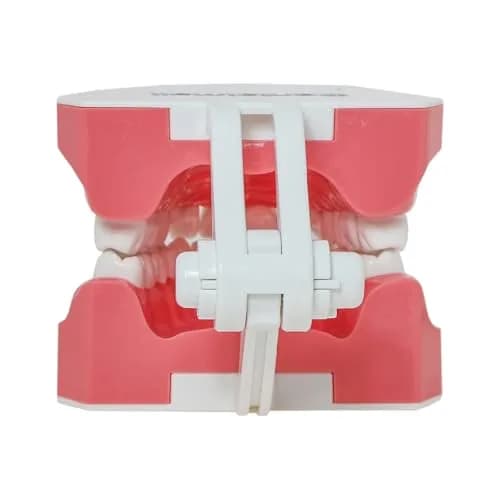 Dentalmall Dental Model Brushing Flossing Practice Teeth Typodonts Mode Gingiva Visible Anatomic Demonstration Teaching Studying Standard Size | Anatomical Dental Model for Education thumbnail 8