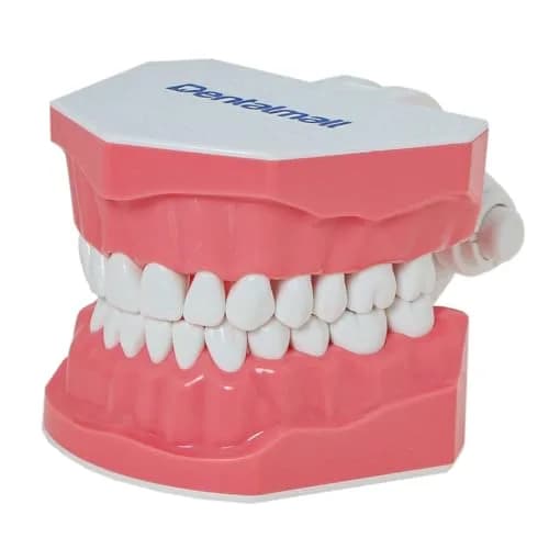 Dentalmall Dental Model Brushing Flossing Practice Teeth Typodonts Mode Gingiva Visible Anatomic Demonstration Teaching Studying Standard Size | Anatomical Dental Model for Education thumbnail 2