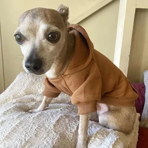 JECIKELON Small Dog Hoodie with Pocket | Warm Fleece Winter Coat for Pets (70-120 chars) thumbnail 5
