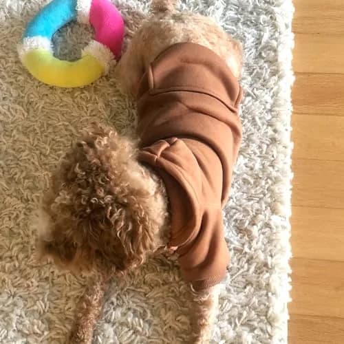 JECIKELON Small Dog Hoodie with Pocket | Warm Fleece Winter Coat for Pets (70-120 chars) thumbnail 2