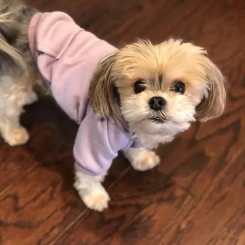 JECIKELON Small Dog Hoodie with Pocket & Hat | Warm Fleece Winter Coat (17cm/6.7in) thumbnail 2