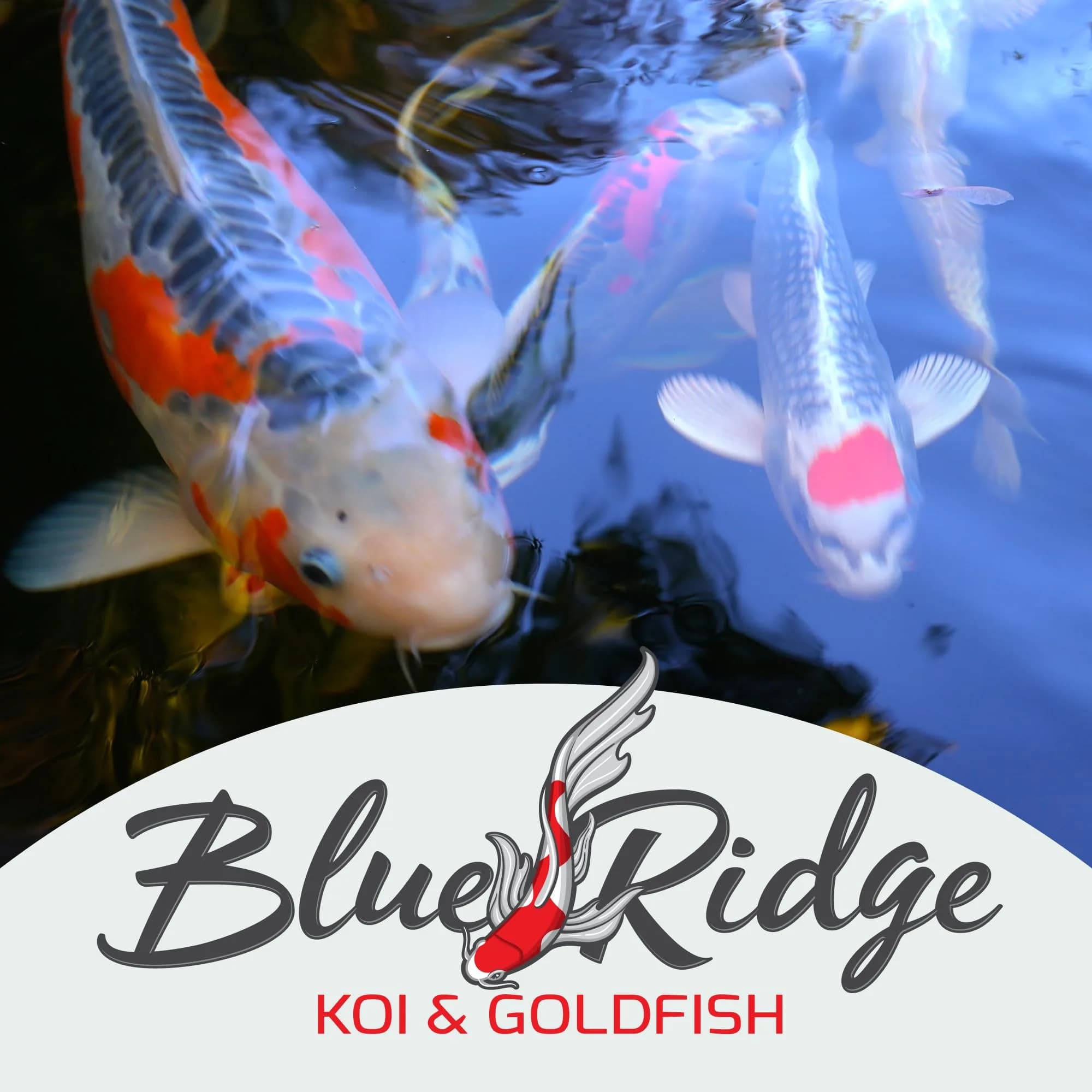 Blue Ridge Koi Fish Food Growth Formula Mini 1/8" Pellets 22.7 kg (50 lb) | 36% Protein for Active Growth - view 8