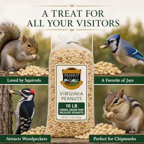 Wakefield Virginia Peanuts Animal Grade Raw Wildlife Peanuts, 10 LBS | Unsalted, Shelled & High Energy for Wildlife in India thumbnail 4