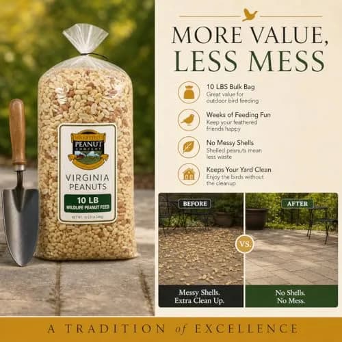Wakefield Virginia Peanuts Animal Grade Raw Wildlife Peanuts, 10 LBS | Unsalted, Shelled & High Energy for Wildlife in India thumbnail 5