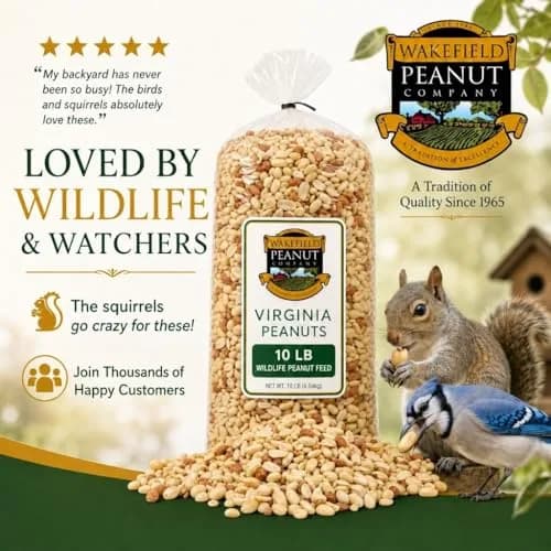 Wakefield Virginia Peanuts Animal Grade Raw Wildlife Peanuts, 10 LBS | Unsalted, Shelled & High Energy for Wildlife in India thumbnail 6