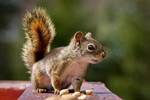 Wakefield Virginia Peanuts Animal Grade Raw Wildlife Peanuts, 10 LBS | Unsalted, Shelled & High Energy for Wildlife in India thumbnail 9
