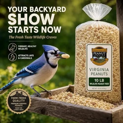Wakefield Virginia Peanuts Animal Grade Raw Wildlife Peanuts, 10 LBS | Unsalted, Shelled & High Energy for Wildlife in India thumbnail 2