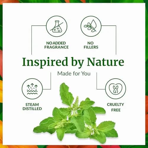 SVA ORGANICS Holy Tulsi Essential Oil 10 ml (0.33 Fl Oz) | Pure, Herbal Aroma for Diffusers & Skin thumbnail 3