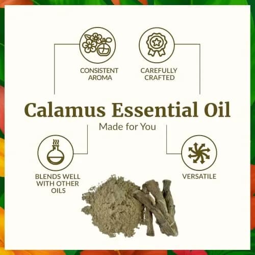 SVA ORGANICS Calamus Essential Oil 1 Fl Oz (30 ml) | Pure & Natural Aroma Oil thumbnail 3