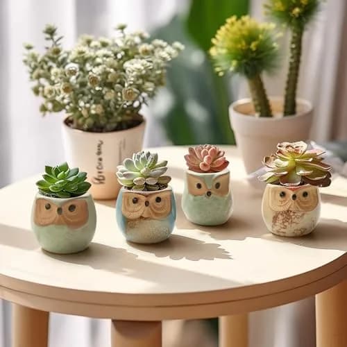 T4U Owl Succulent Pots, Mini Ceramic Planter, 12-Pack | Whimsical Owl Face Decor for Indoor Plants thumbnail 5