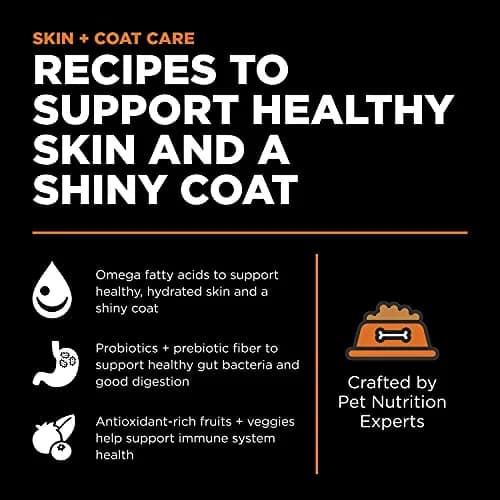 Go! Solutions Skin + Coat Care Salmon Grain-Free Dry Cat Food 16 lb | Supports Shiny Fur & Healthy Skin thumbnail 2