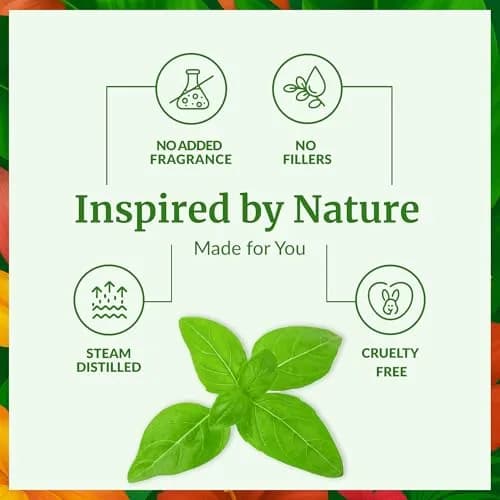SVA ORGANICS Sweet Basil Essential Oil 4 Fl Oz (118 mL) - Pure & Natural Aroma Oil thumbnail 3