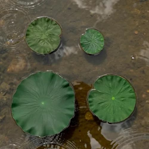 IFAMIO Artificial Floating Foam Lotus Leaves 4 Sizes | Realistic Pond & Aquarium Decor (10cm-28cm) thumbnail 6