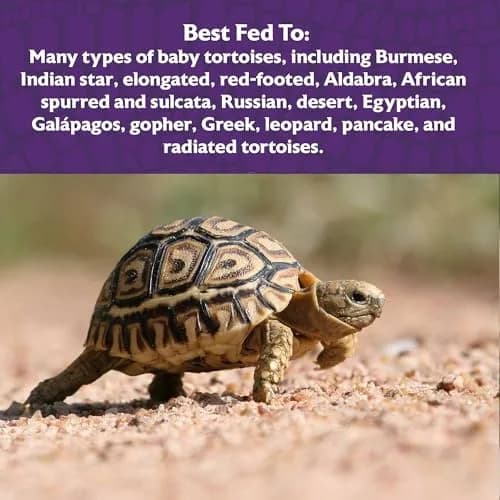 Mazuri Juvenile Tortoise Food 227 g (8 oz) | High Fiber, Low Starch Formula for Baby Tortoises thumbnail 4