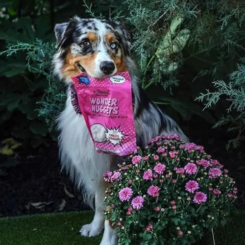 Polkadog Turkey & Cranberry Wonder Nuggets | Soft & Chewy Dog Treats for All Sizes thumbnail 5