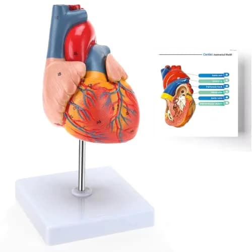 RONTEN Human Heart Model, 2-Part Life Size Anatomically Accurate, Hand-Painted, Magnetic, PVC, Medical-Grade, for Education & Medical Study thumbnail 1