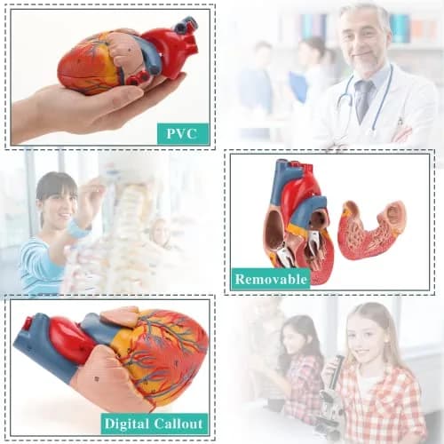 RONTEN Human Heart Model, 2-Part Life Size Anatomically Accurate, Hand-Painted, Magnetic, PVC, Medical-Grade, for Education & Medical Study thumbnail 4