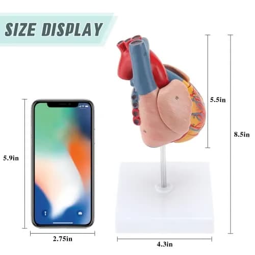 RONTEN Human Heart Model, 2-Part Life Size Anatomically Accurate, Hand-Painted, Magnetic, PVC, Medical-Grade, for Education & Medical Study thumbnail 5