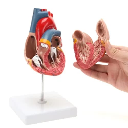 RONTEN Human Heart Model, 2-Part Life Size Anatomically Accurate, Hand-Painted, Magnetic, PVC, Medical-Grade, for Education & Medical Study thumbnail 2