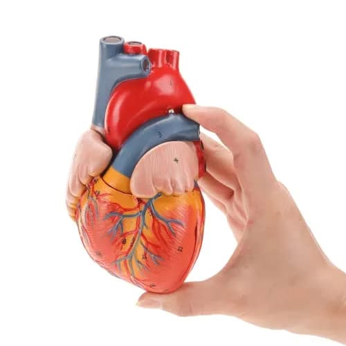 RONTEN Human Heart Model, 2-Part Life Size Anatomically Accurate, Hand-Painted, Magnetic, PVC, Medical-Grade, for Education & Medical Study thumbnail 3