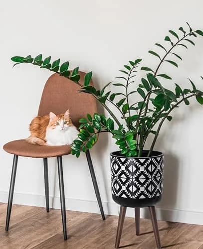 D'vine Dev Planter Pot with Wood Stand 12 in | Mid-Century Modern Indoor Plant Display thumbnail 2