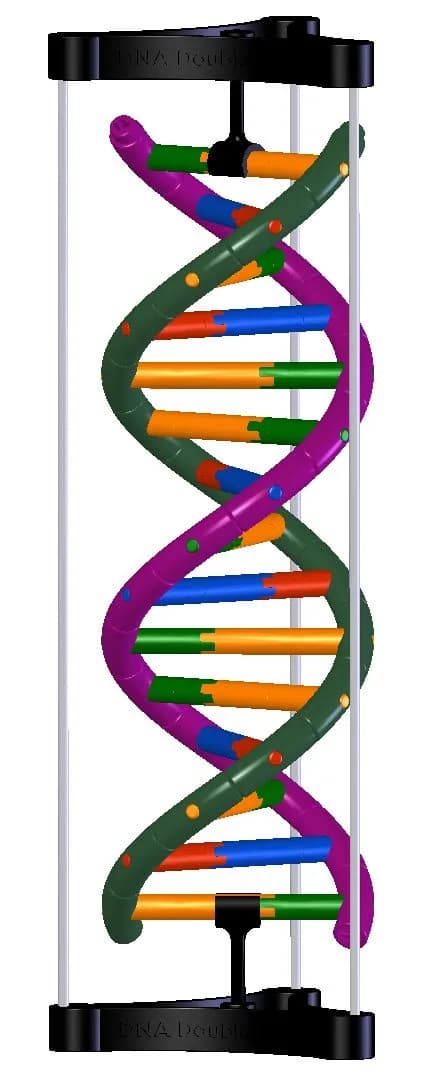 DNA Double Helix Model | Educational DNA Kit for Science Learning