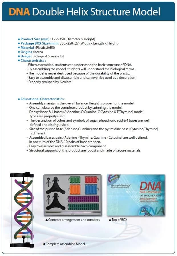 DNA Double Helix Model | Educational DNA Kit for Science Learning thumbnail 3