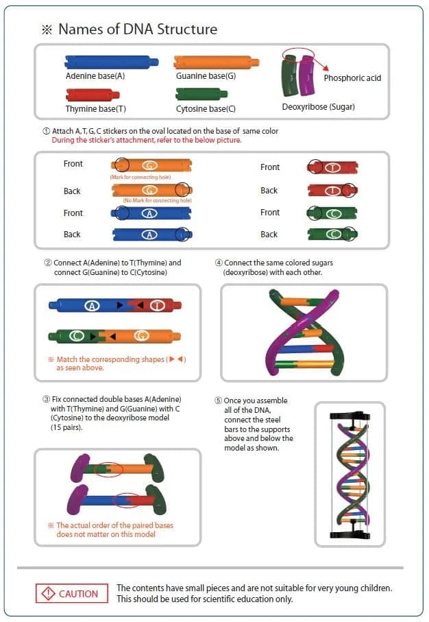 DNA Double Helix Model | Educational DNA Kit for Science Learning thumbnail 4