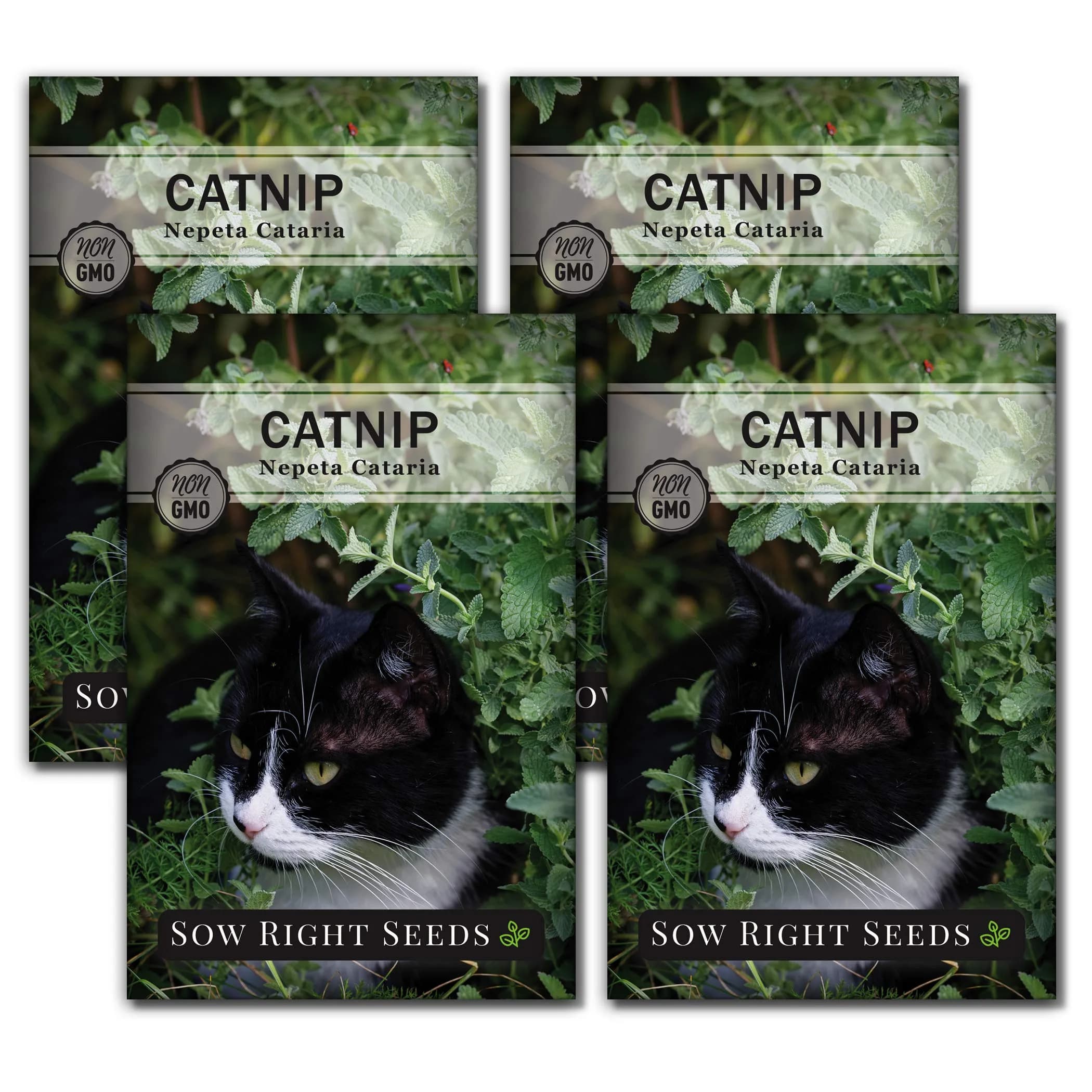 Sow Right Seeds Catnip Seeds for Planting — 4 Pack, Perennial Herb Seeds for Indoor/Outdoor Garden
