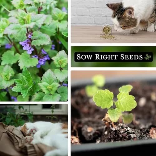 Sow Right Seeds Catnip Seeds for Planting — 4 Pack, Perennial Herb Seeds for Indoor/Outdoor Garden thumbnail 4