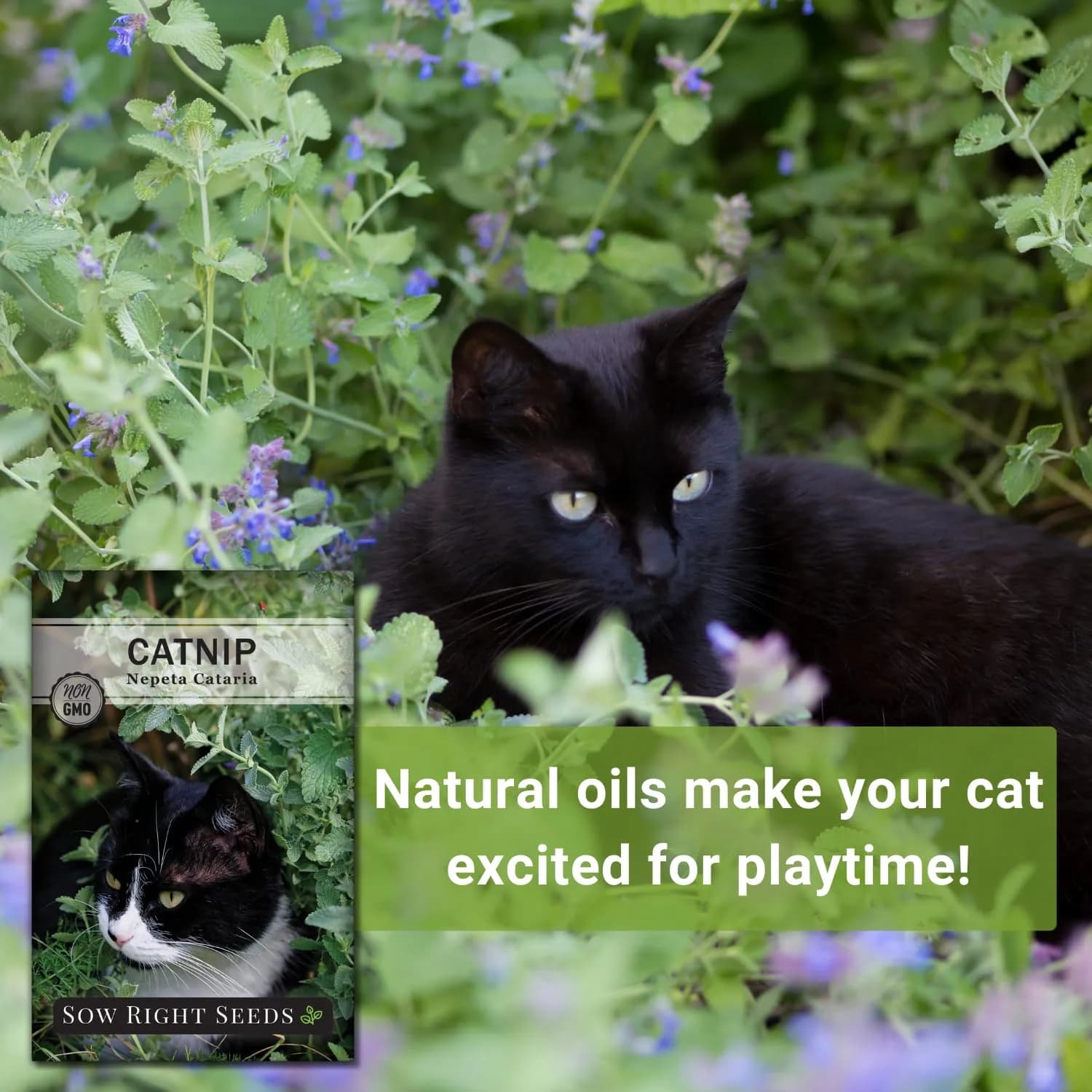 Sow Right Seeds Catnip Seeds for Planting — 4 Pack, Perennial Herb Seeds for Indoor/Outdoor Garden - view 5