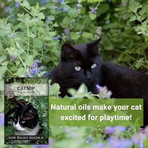 Sow Right Seeds Catnip Seeds for Planting — 4 Pack, Perennial Herb Seeds for Indoor/Outdoor Garden thumbnail 5