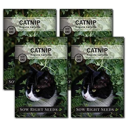 Sow Right Seeds Catnip Seeds for Planting — 4 Pack, Perennial Herb Seeds for Indoor/Outdoor Garden thumbnail 1