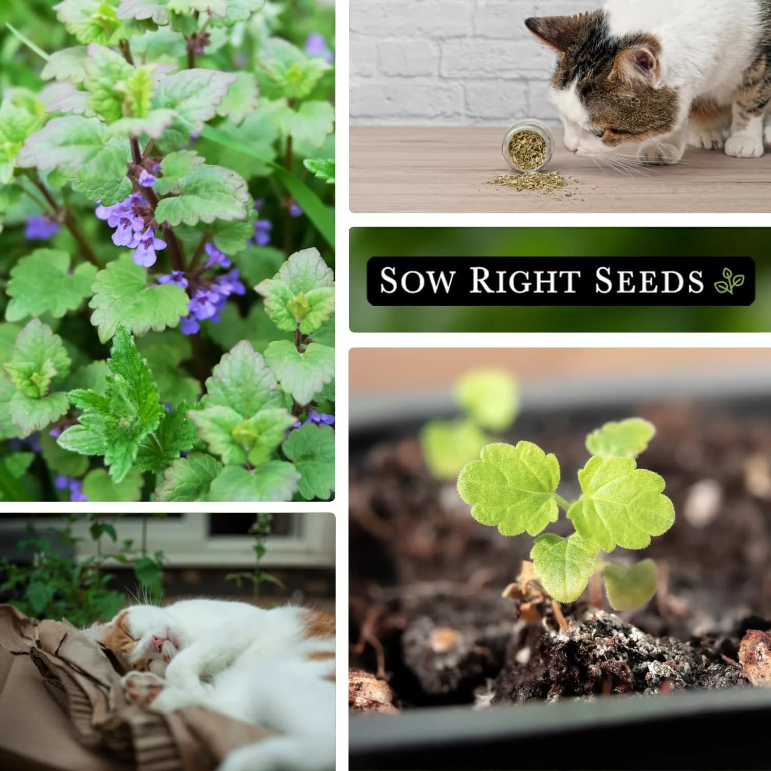 Sow Right Seeds Catnip Seeds for Planting — 4 Pack, Perennial Herb Seeds for Indoor/Outdoor Garden - view 4