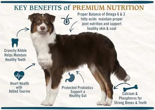 Chicken Soup for the Soul Natural Premium Adult Dry Dog Food, 4.5lb | Real Meat First Ingredient, Supports Gut & Immune Health thumbnail 5