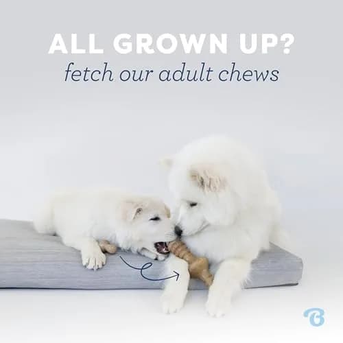 Benebone Puppy 2-Pack Dental Chew/Wishbone Dog Chew Toys, Real Bacon | Durable Nylon Chew for Puppies thumbnail 5