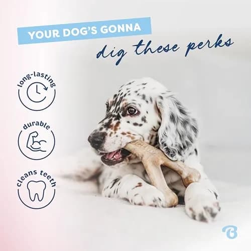 Benebone Puppy 2-Pack Dental Chew/Wishbone Dog Chew Toys, Real Bacon | Durable Nylon Chew for Puppies thumbnail 3