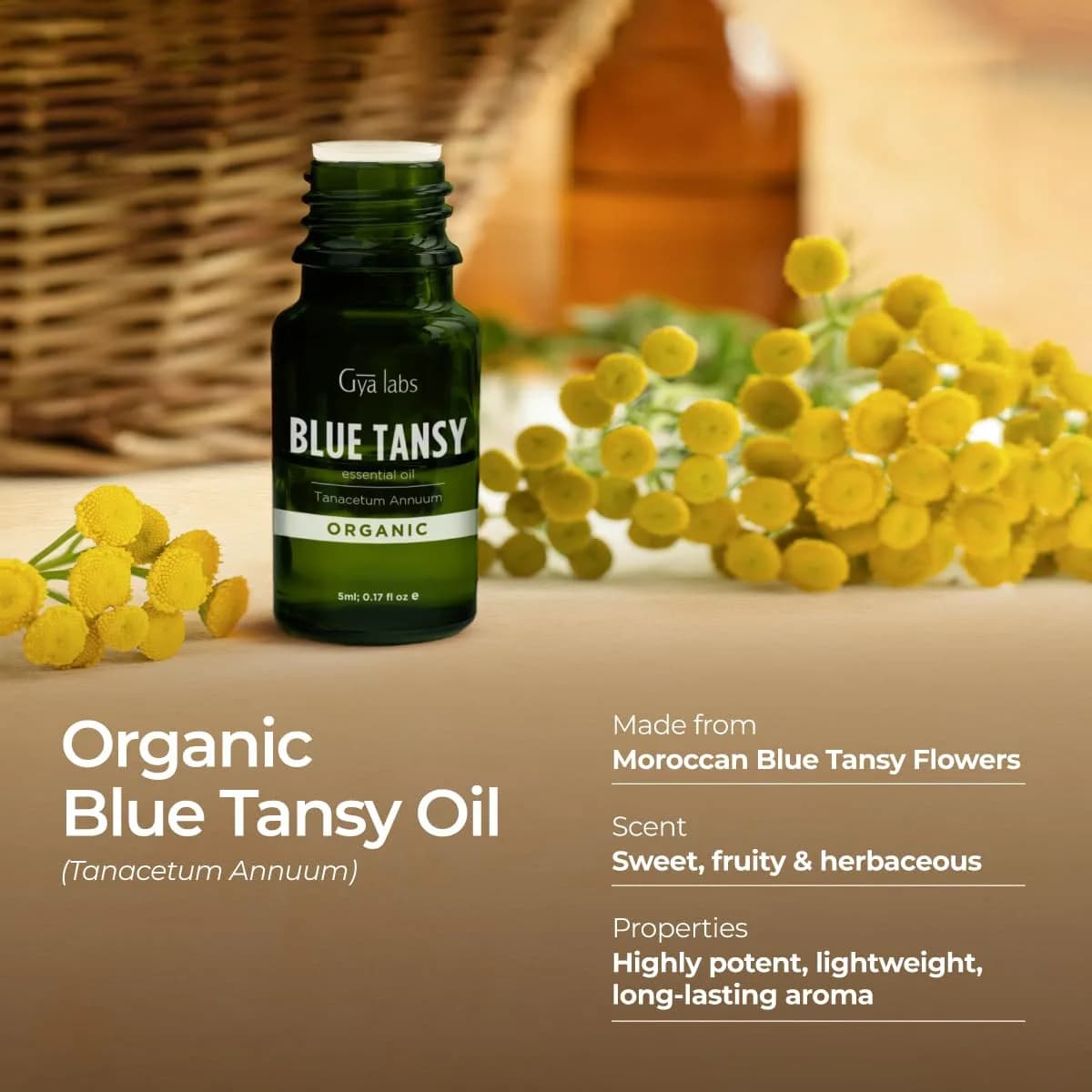 Gya Labs Blue Tansy Essential Oil (0.17 Fl Oz / 5 ml) | Pure Moroccan Oil for Skin, Diffuser & Candle Making - view 3