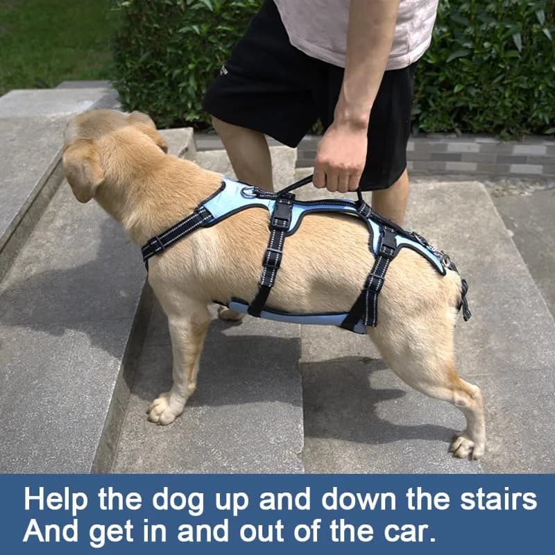 Coodeo Blue Dog Lift Harness for Hind Legs Support & Rehabilitation, Medium Size | Breathable Mesh Sling for Old, Injured, Disabled Dogs - view 2