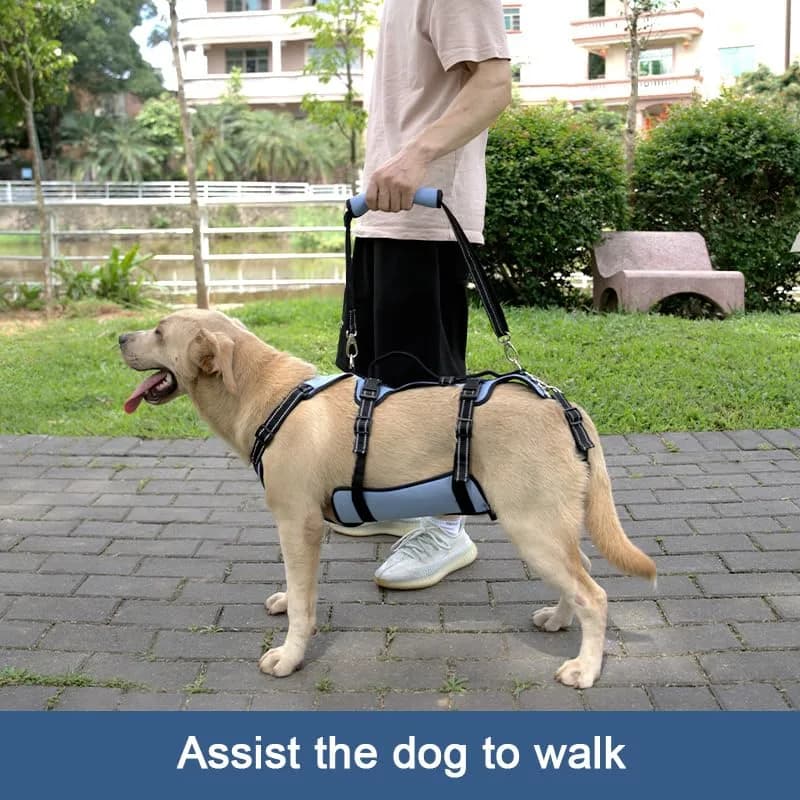 Coodeo Blue Dog Lift Harness for Hind Legs Support & Rehabilitation, Medium Size | Breathable Mesh Sling for Old, Injured, Disabled Dogs thumbnail 3