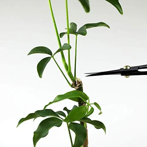 Wazakura Hanafubuki Bonsai Scissors 180mm (7") | Traditional Japanese Pruning Shears for Precision Cuts thumbnail 8