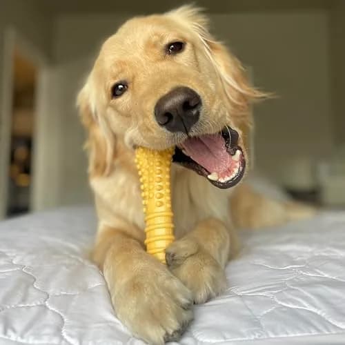 Nylabone Power Chew Customer Favorites Dog Chew Toys, Large, 3 Count | Tough Nylon for Aggressive Chewers thumbnail 5