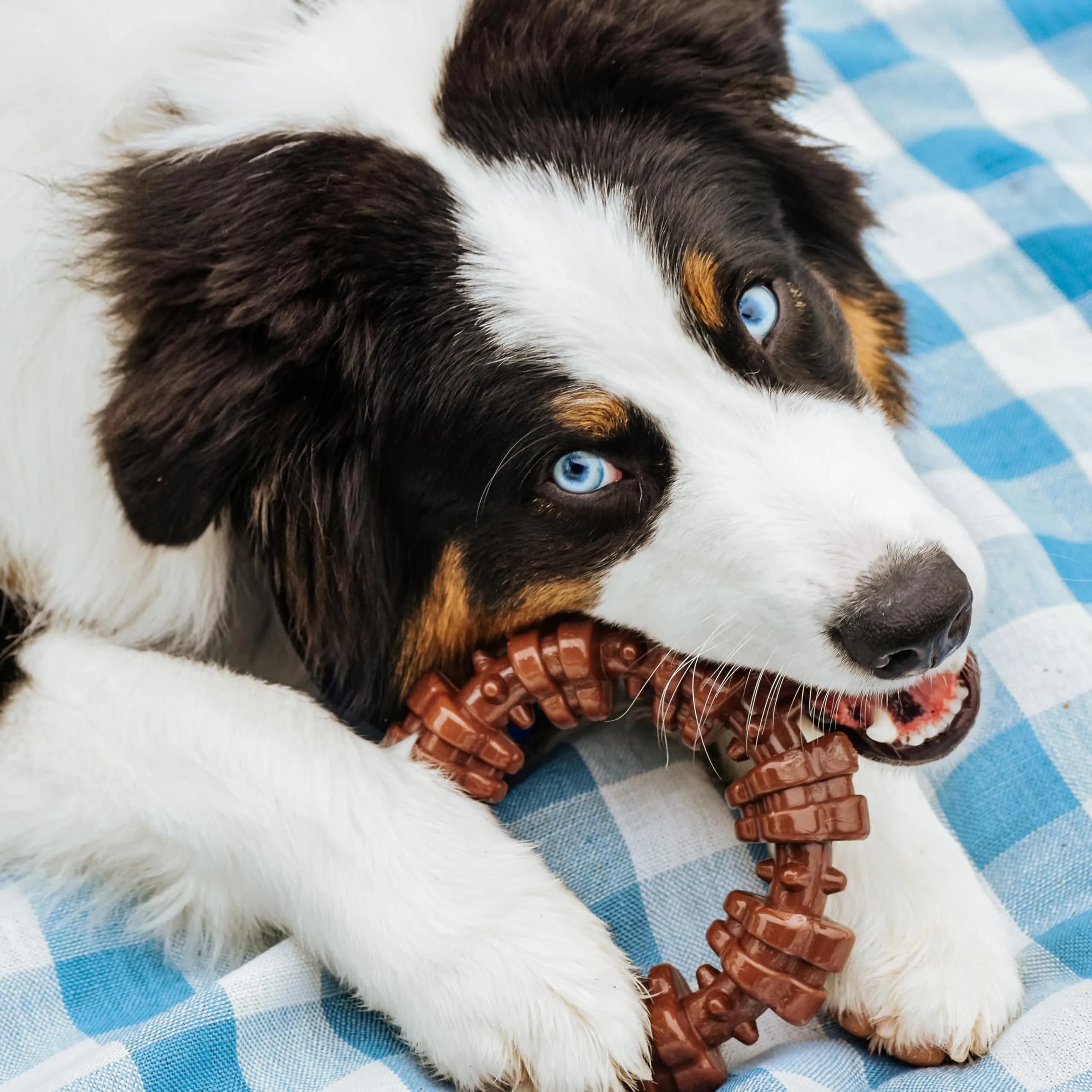 Nylabone Power Chew Customer Favorites Dog Chew Toys, Large, 3 Count | Tough Nylon for Aggressive Chewers - view 7