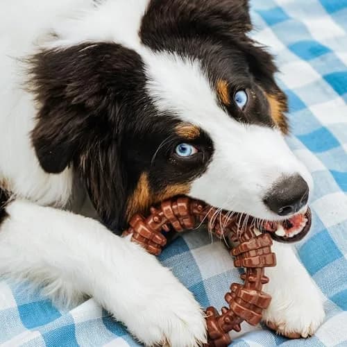 Nylabone Power Chew Customer Favorites Dog Chew Toys, Large, 3 Count | Tough Nylon for Aggressive Chewers thumbnail 7