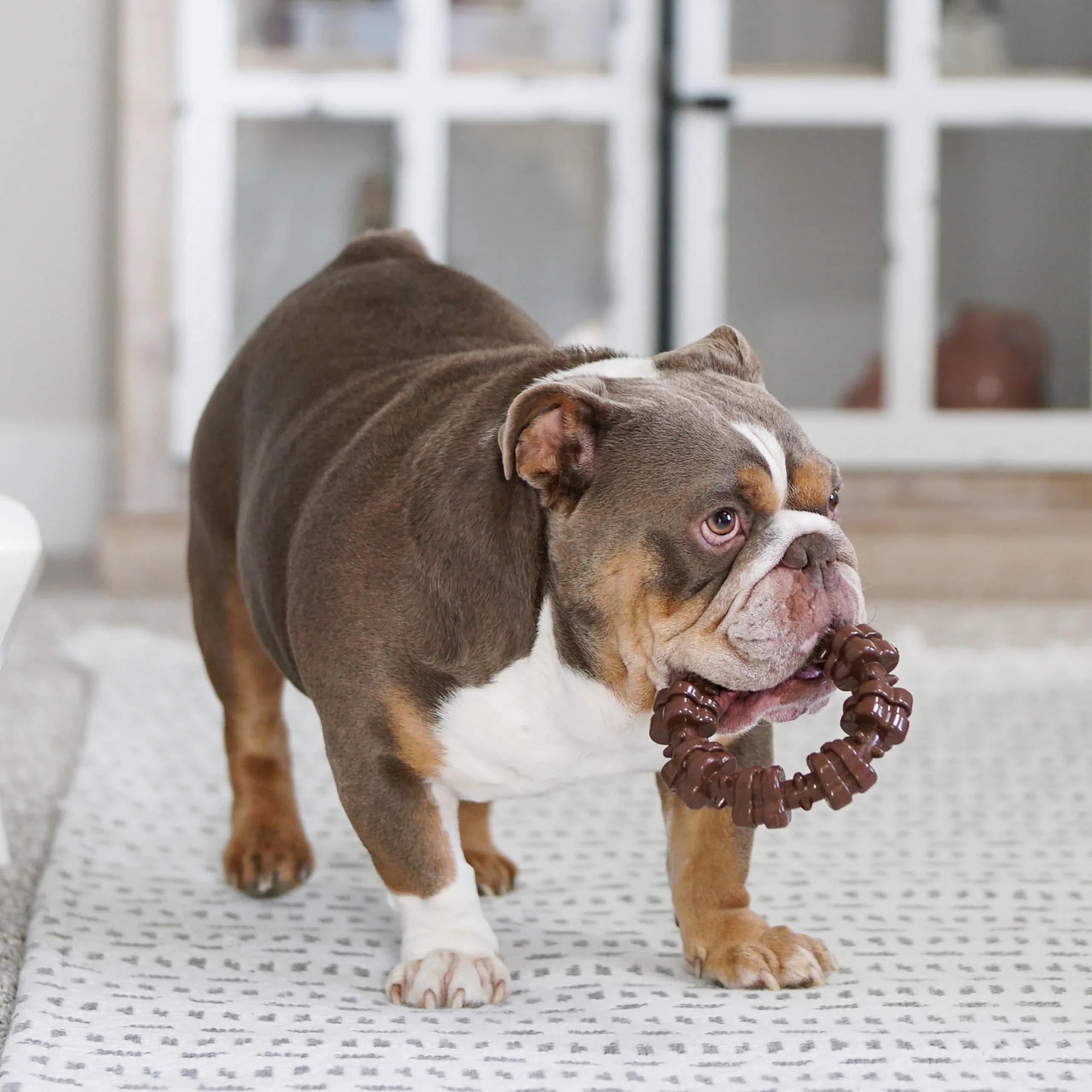 Nylabone Power Chew Customer Favorites Dog Chew Toys, Large, 3 Count | Tough Nylon for Aggressive Chewers - view 2